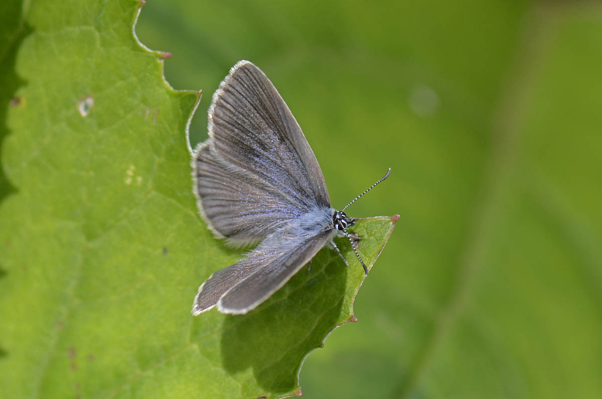 Lycaenidae da id.